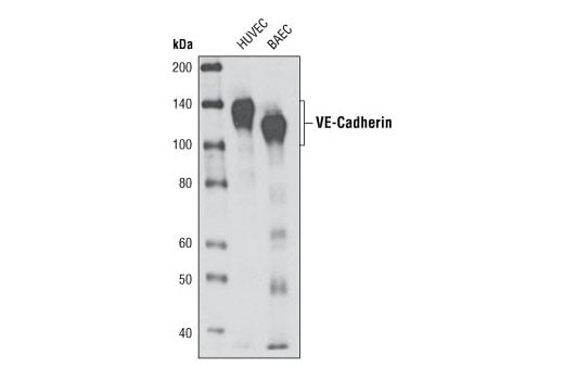 Western Blotting Image 1: VE-Cadherin (D87F2) XP<sup>®</sup> Rabbit mAb (BSA and Azide Free)