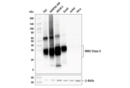 undefined Image 10: Late-Onset Alzheimer's Disease Risk Gene Antibody Sampler Kit