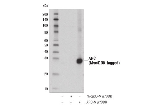 Western Blotting Image 2: ARC (D7Q3G) Rabbit mAb