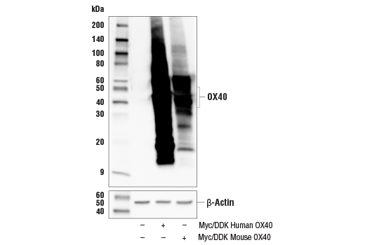 Western Blotting Image 2: OX40 (E9U7O) XP<sup>®</sup> Rabbit mAb (BSA and Azide Free)