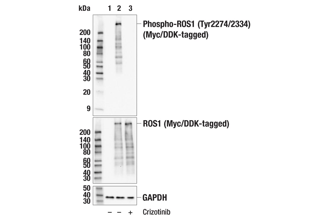 Western Blotting Image 2: Phospho-ROS1 (Tyr2274/2334) (E8F5J) Rabbit mAb