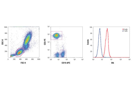 undefined Image 11: PhosphoPlus<sup>®</sup> Btk (Tyr223) Antibody Duet