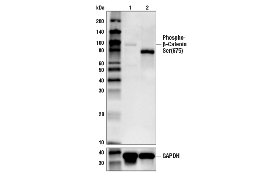 Western Blotting Image 1: Phospho-β-Catenin (Ser675) (D2F1) XP<sup>®</sup> Rabbit mAb (BSA and Azide Free)