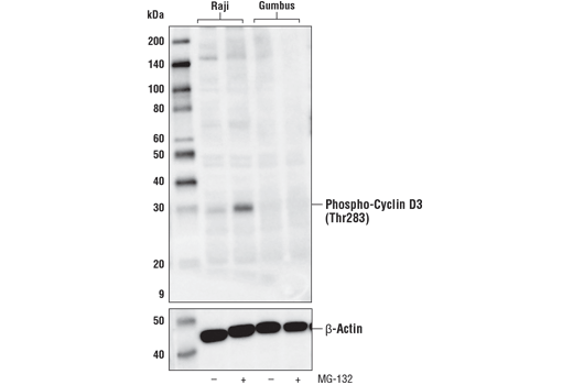 Western Blotting Image 3: Phospho-Cyclin D3 (Thr283) (E1V6W) Rabbit mAb