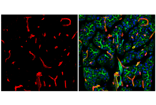 Immunofluorescence Image 1: Caveolin-1 (D46G3) XP<sup>®</sup> Rabbit mAb