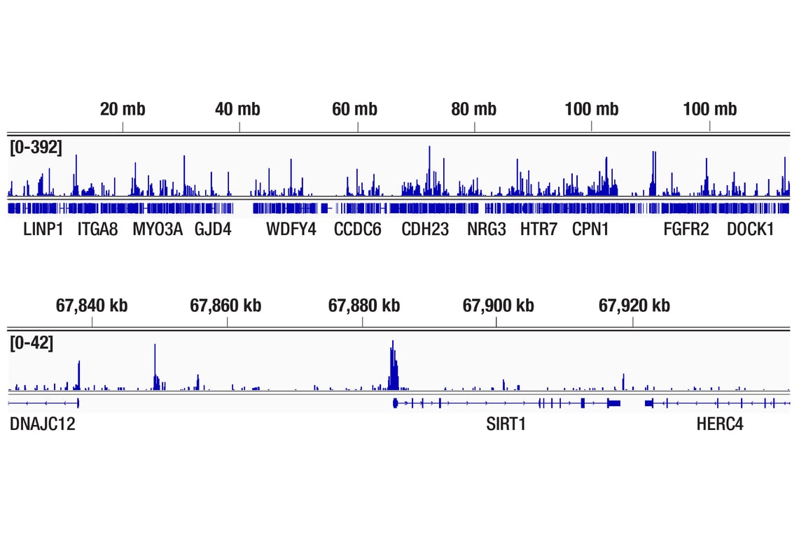 CUT & Tag Image 2: Aiolos (D1C1E) Rabbit mAb