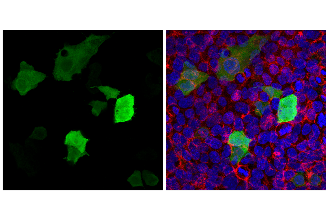 Immunofluorescence Image 1: Glu-Glu Tag (F7J1B) Mouse mAb