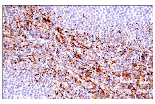 Immunohistochemistry Image 8: α-Synuclein (E4U2F) XP<sup>®</sup> Rabbit mAb (BSA and Azide Free)