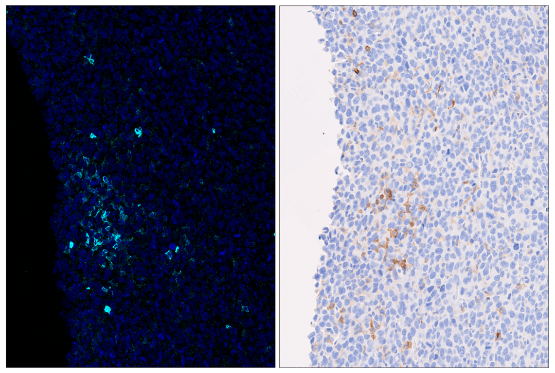 Immunohistochemistry Image 6: CD86 (E5W6H) & CO-0051-750 SignalStar<sup>™</sup> Oligo-Antibody Pair