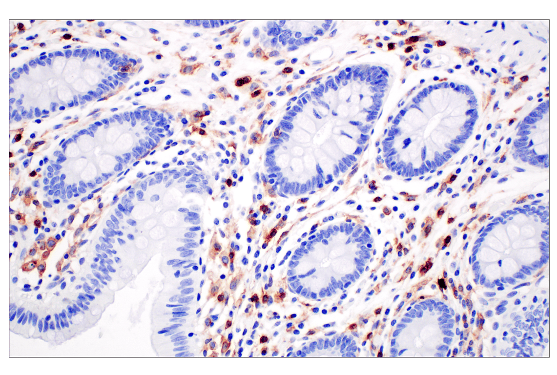 Immunohistochemistry Image 8: CD4 (MSVA-004R) Rabbit mAb