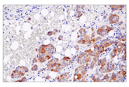 undefined Image 23: Human Reactive PANoptosis Antibody Sampler Kit