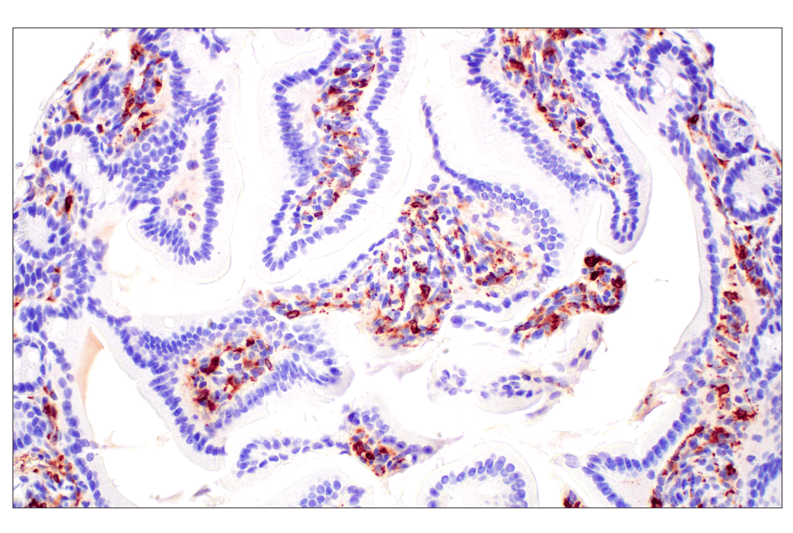 Immunohistochemistry Image 1: C1QB (E3U6X) Rabbit mAb (BSA and Azide Free)