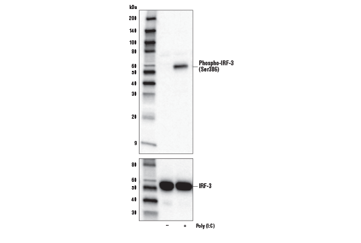 Western Blotting Image 1: Phospho-IRF-3 (Ser386) (E7J8G) XP® Rabbit mAb