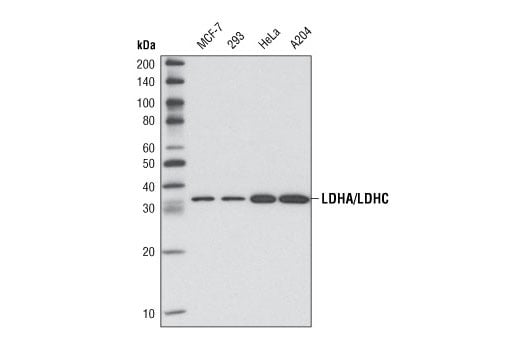 Western Blotting Image 1: LDHA/LDHC (C28H7) Rabbit mAb