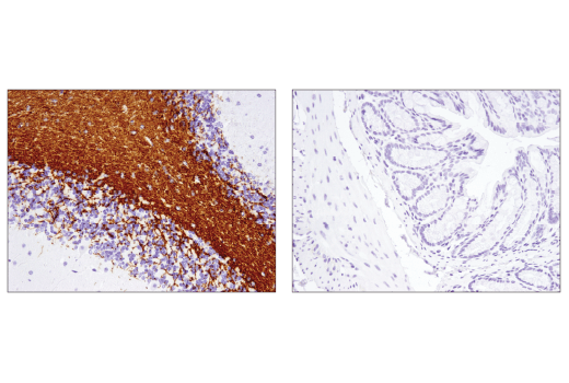 Immunohistochemistry Image 3: MOG (E5K6T) XP<sup>®</sup> Rabbit mAb