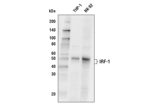 Western Blotting Image 1: IRF-1 (D5E4) XP<sup>®</sup> Rabbit mAb (Biotinylated)