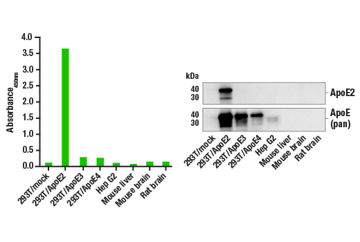 ELISA Image 1: PathScan<sup>®</sup> RP ApoE2 Sandwich ELISA Kit