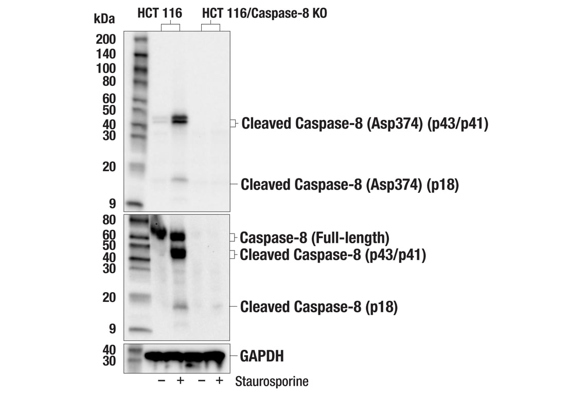 undefined Image 19: Apoptosis Antibody Sampler Kit II