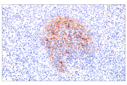 Immunohistochemistry Image 4: CD14 (D7A2T) Rabbit mAb (IHC Formulated)