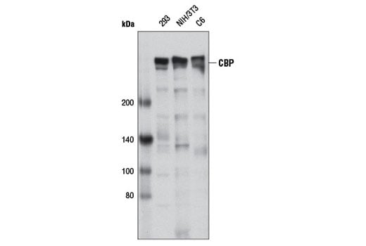 Western Blotting Image 1: CBP (D9B6) Rabbit mAb