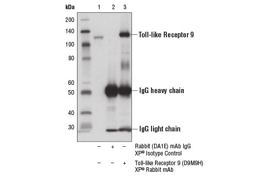 Immunoprecipitation Image 1: Toll-like Receptor 9 (D9M9H) XP<sup>®</sup> Rabbit mAb