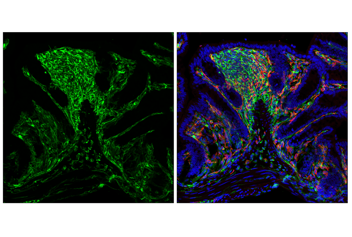 undefined Image 8: Cell Fractionation Antibody Sampler Kit