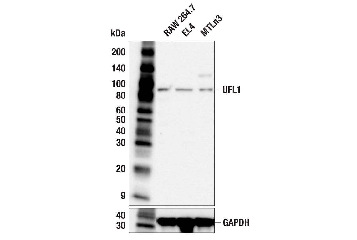 Western Blotting Image 2: UFL1 (F5P6L) Rabbit mAb