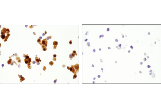 Immunohistochemistry Image 3: ARC (D7Q3G) Rabbit mAb
