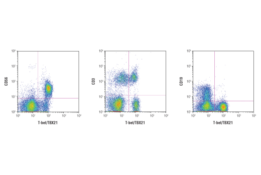 Flow Cytometry Image 1: T-bet/TBX21 (D6N8B) XP<sup>®</sup> Rabbit mAb (BSA and Azide Free)