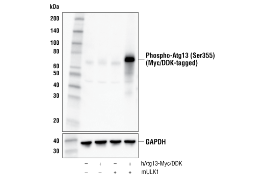 undefined Image 4: PhosphoPlus<sup>®</sup> Atg13 (Ser355) Antibody Duet