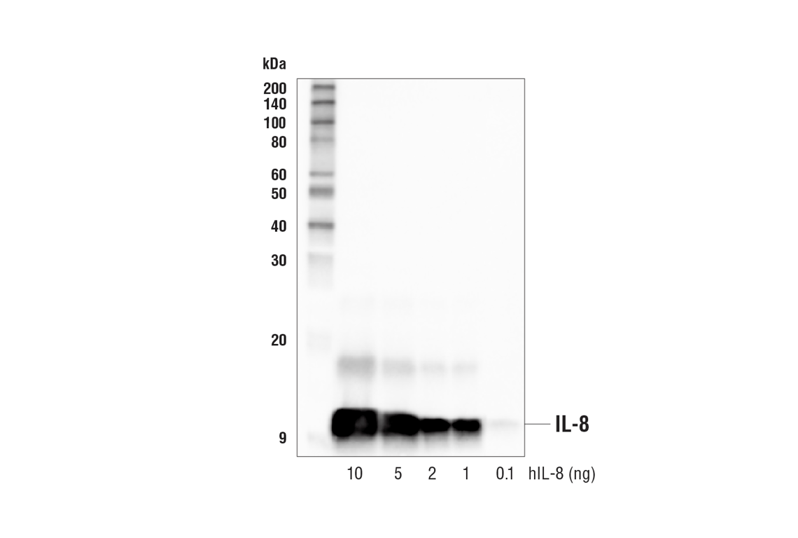 Western Blotting Image 1: IL-8 (E5F5Q) XP® Rabbit mAb (BSA and Azide Free)