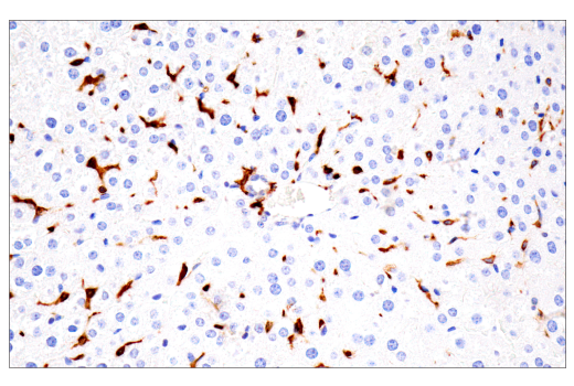 Immunohistochemistry Image 16: p22phox (E7Y1F) XP<sup>®</sup> Rabbit mAb