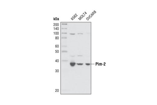 Western Blotting Image 2: Pim-2 Antibody