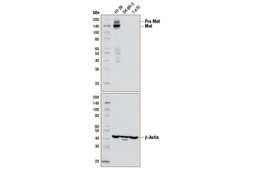 Western Blotting Image 1: Met (D1C2) XP<sup>®</sup> Rabbit mAb (BSA and Azide Free)