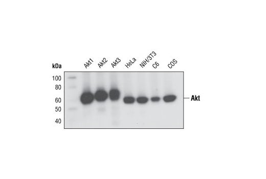 Western Blotting Image 1: Akt (pan) (C67E7) Rabbit mAb (Biotinylated)