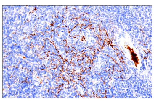 Immunohistochemistry Image 3: Fibrinogen gamma chain (E1U3Z) XP<sup>®</sup> Rabbit mAb