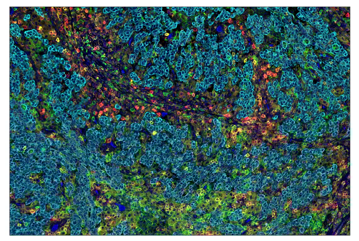 Immunohistochemistry Image 1: CD16 (D1N9L) & CO-0031-488 SignalStar<sup>™</sup> Oligo-Antibody Pair