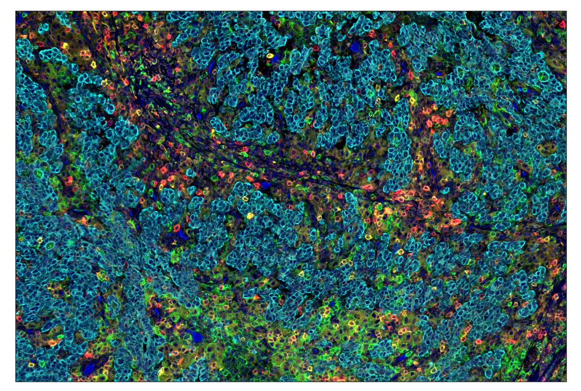 Immunohistochemistry Image 1: CD16 (D1N9L) & CO-0031-488 SignalStar<sup>™</sup> Oligo-Antibody Pair