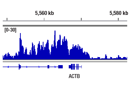 CUT & RUN Image 1: Phospho-Rpb1 CTD (Ser5) (D9N5I) Rabbit mAb