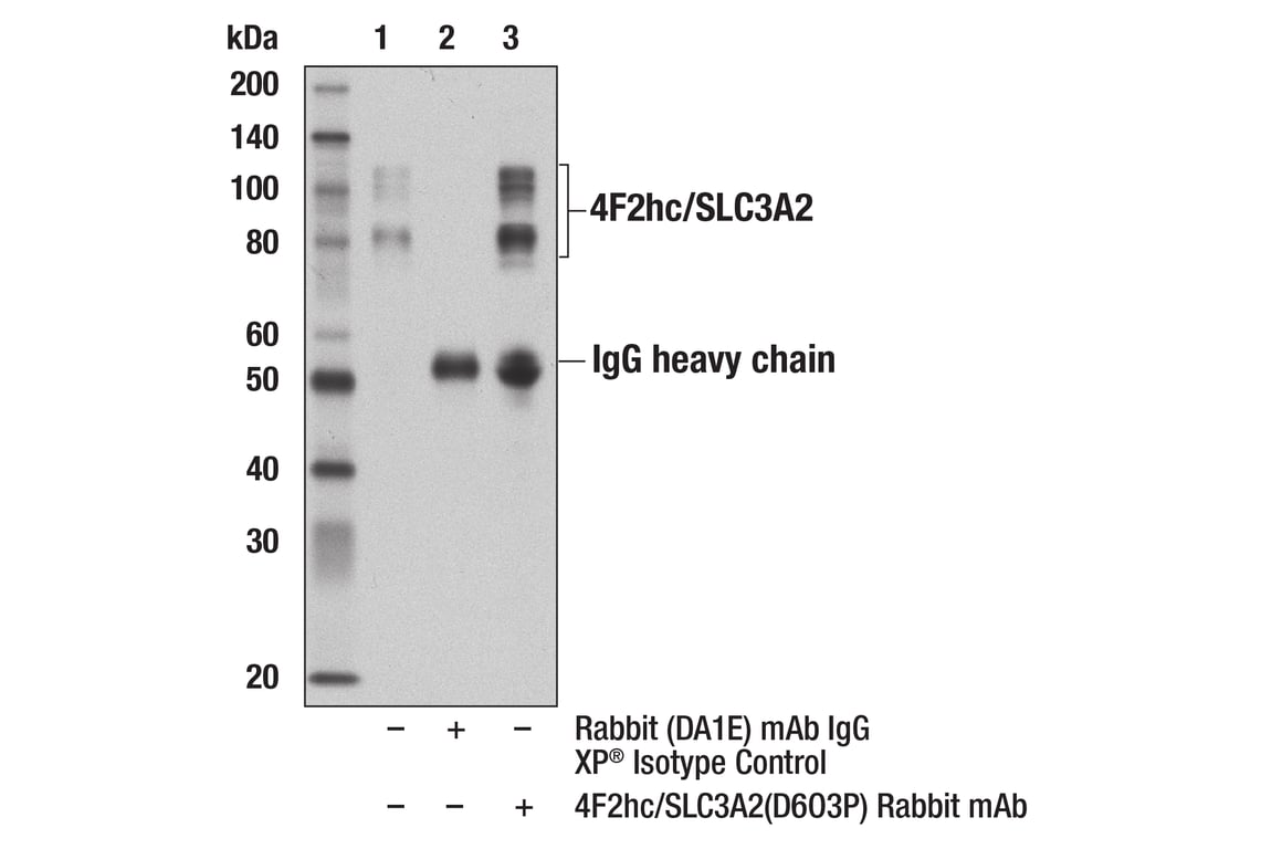 Immunoprecipitation Image 1: 4F2hc/SLC3A2 (D6O3P) Rabbit mAb