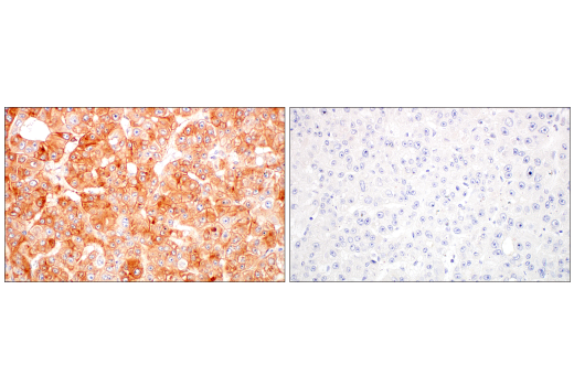 Immunohistochemistry Image 6: BST2 (E4N3W) XP<sup>®</sup> Rabbit mAb