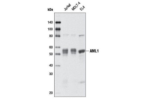 Western Blotting Image 1: AML1 Antibody