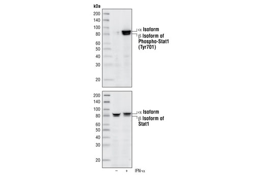 Western Blotting Image 1: Phospho-Stat1 (Tyr701) (58D6) Rabbit mAb (BSA and Azide Free)