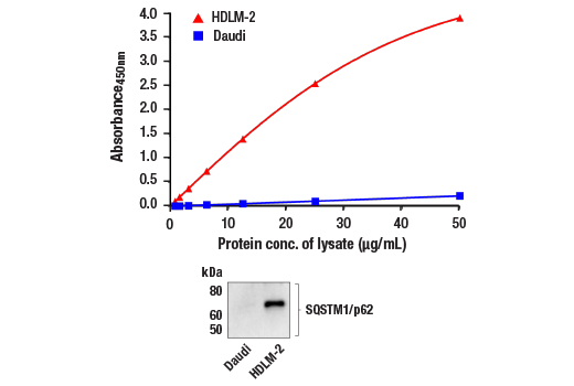 ELISA Image 1: PathScan<sup>®</sup> RP Total SQSTM1/p62 Sandwich ELISA Kit