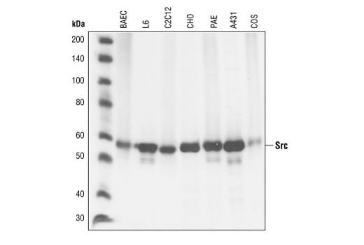Western Blotting Image 1: Src (36D10) Rabbit mAb (BSA and Azide Free)