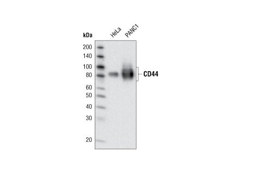 Western Blotting Image 1: CD44 (156-3C11) Mouse mAb