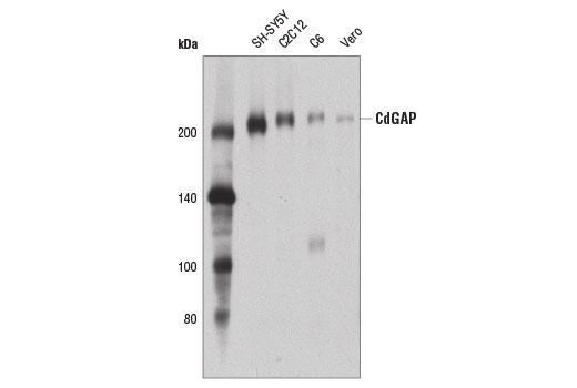 Western Blotting Image 1: CdGAP (D6J9G) Rabbit mAb