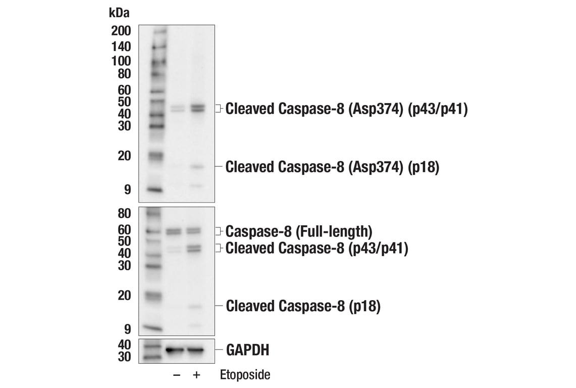 Western Blotting Image 3: Cleaved Caspase-8 (Asp374) (E6H8S) Rabbit mAb