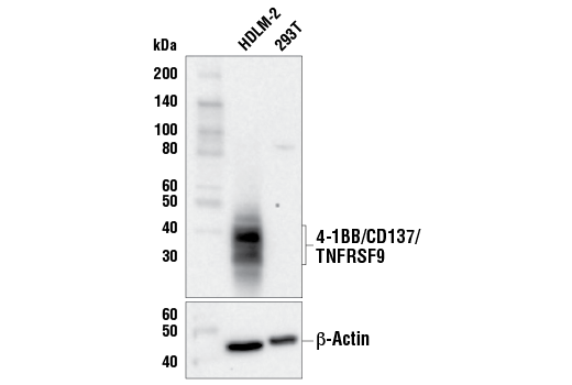 Western Blotting Image 2: 4-1BB/CD137/TNFRSF9 (E6Z7F) XP<sup>®</sup> Rabbit mAb (BSA and Azide Free)