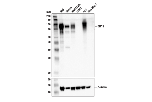 Western Blotting Image 1: CD19 (Intracellular Domain) (D4V4B) XP<sup>®</sup> Rabbit mAb